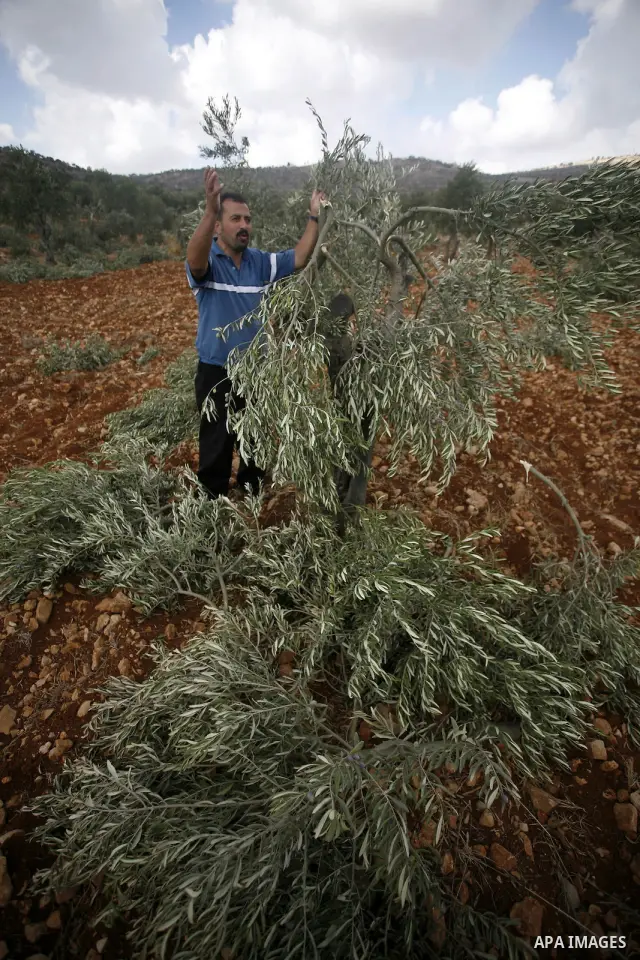 A Palestinian farmer inspects the broken branches of olive trees in the northern West Bank village of Qusra, Sunday, Sept. 25, 2011. Palestinian farmers found some 400 olive trees uprooted or torn apart in the West Bank...