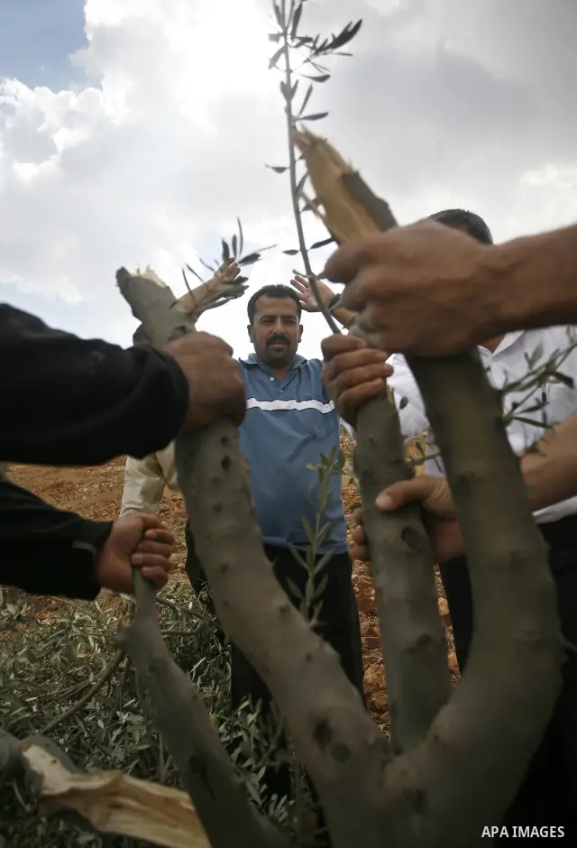 Palestinian farmers inspect the broken branches of olive trees in the northern West Bank village of Qusra, Sunday, Sept. 25, 2011. Palestinian farmers found some 400 olive trees uprooted or torn apart in the West Bank vi...