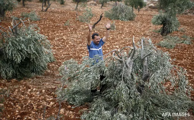 A Palestinian farmer inspects the broken branches of olive trees in the northern West Bank village of Qusra, Sunday, Sept. 25, 2011. Palestinian farmers found some 400 olive trees uprooted or torn apart in the West Bank...