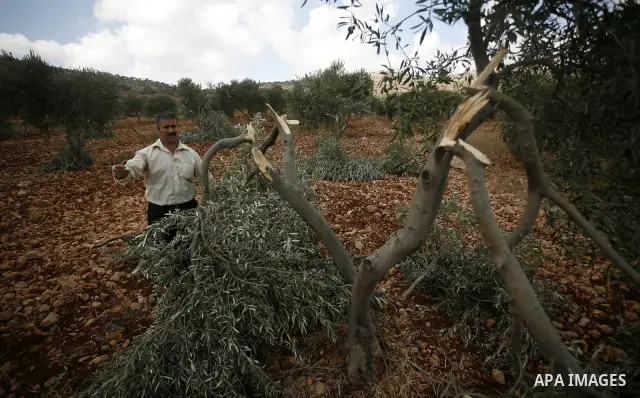 A Palestinian farmer inspects the broken branches of olive trees in the northern West Bank village of Qusra, Sunday, Sept. 25, 2011. Palestinian farmers found some 400 olive trees uprooted or torn apart in the West Bank...