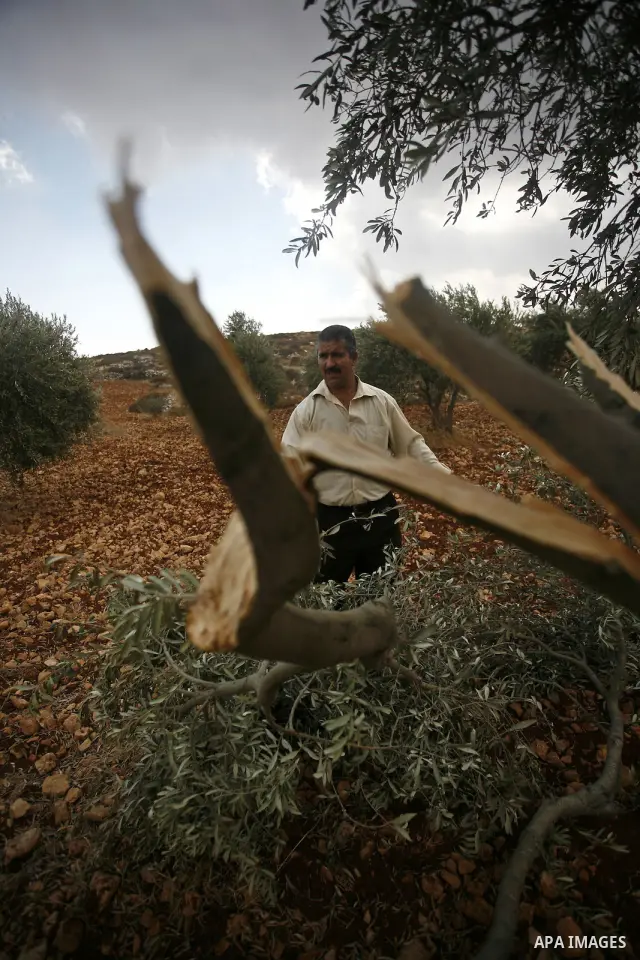 A Palestinian farmer inspects the broken branches of olive trees in the northern West Bank village of Qusra, Sunday, Sept. 25, 2011. Palestinian farmers found some 400 olive trees uprooted or torn apart in the West Bank...