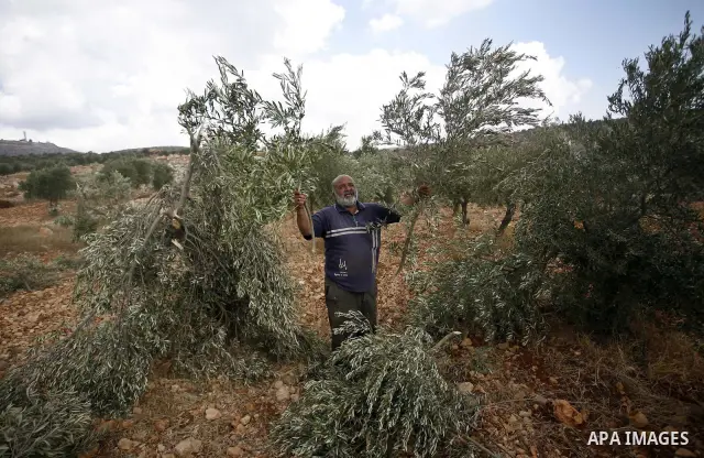 A Palestinian farmer inspects the broken branches of olive trees in the northern West Bank village of Qusra, Sunday, Sept. 25, 2011. Palestinian farmers found some 400 olive trees uprooted or torn apart in the West Bank...
