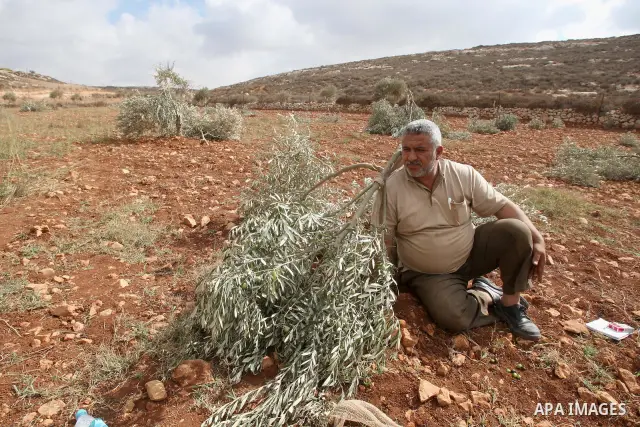 A Palestinian man gestures next to a damaged olive tree in the village of Qusra in the northern West Bank, Thursday, Oct, 6, 2011. According to Palestinian residents, some 180 olive trees were uprooted by Jewish settlers...