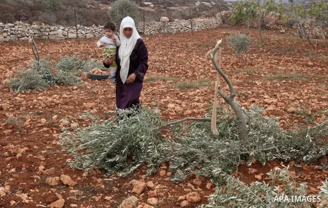 A Palestinian woman gestures next to a damaged olive tree in the village of Qusra in the northern West Bank, Thursday, Oct, 6, 2011. According to Palestinian residents, some 180 olive trees were uprooted by Jewish settle...
