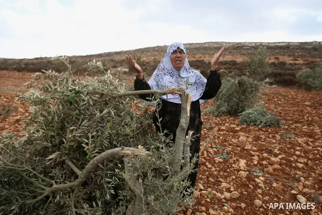 A Palestinian woman gestures next to a damaged olive tree in the village of Qusra in the northern West Bank, Thursday, Oct, 6, 2011. According to Palestinian residents, some 180 olive trees were uprooted by Jewish settle...