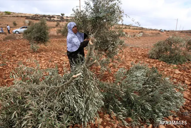 A Palestinian woman gestures next to a damaged olive tree in the village of Qusra in the northern West Bank, Thursday, Oct, 6, 2011. According to Palestinian residents, some 180 olive trees were uprooted by Jewish settle...