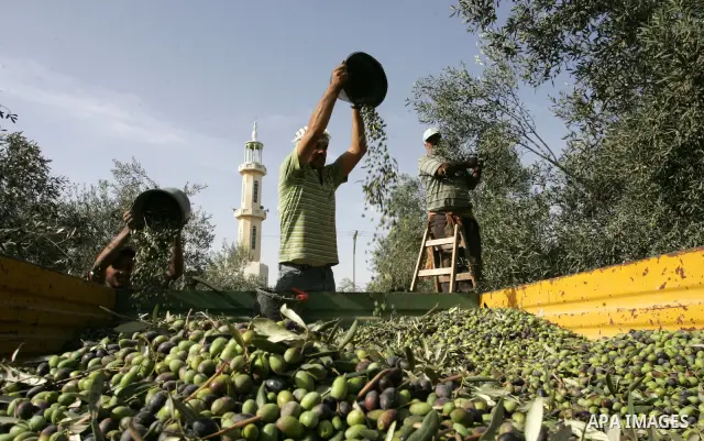 Palestinian men collects olives at the start of the annual harvest season in Khan Yunis in the southern Gaza Strip on October 8, 2011. Photo by Abed Rahim Khatib