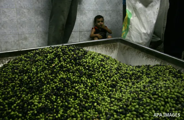 Palestinian men work in an olive oil factory during the olive harvest season , in Khan Yunis in the southern Gaza Strip on October 8, 2011. Palestinians began the annual harvest of olives, a staple for many local farmers...