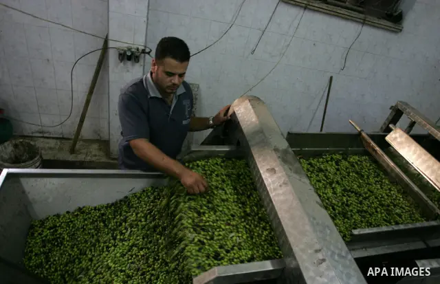 Palestinian men work in an olive oil factory during the olive harvest season , in Khan Yunis in the southern Gaza Strip on October 8, 2011. Palestinians began the annual harvest of olives, a staple for many local farmers...