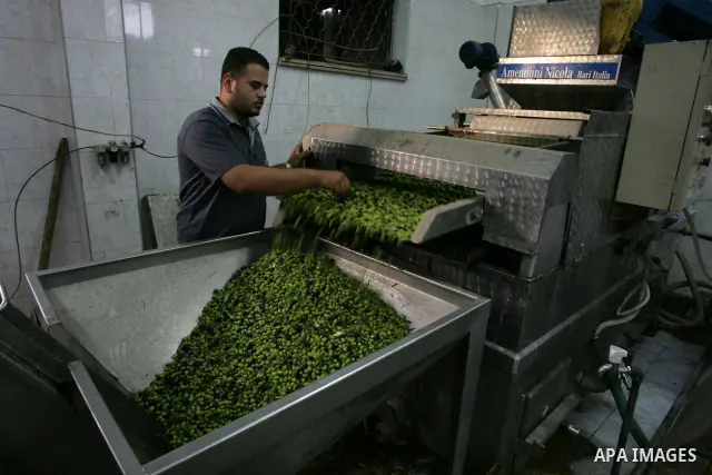 Palestinian men work in an olive oil factory during the olive harvest season , in Khan Yunis in the southern Gaza Strip on October 8, 2011. Palestinians began the annual harvest of olives, a staple for many local farmers...