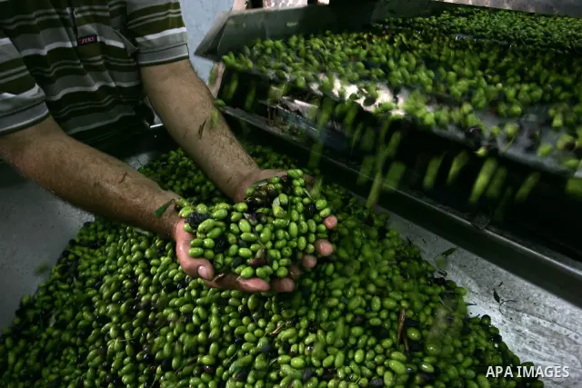 Palestinian men work in an olive oil factory during the olive harvest season , in Khan Yunis in the southern Gaza Strip on October 8, 2011. Palestinians began the annual harvest of olives, a staple for many local farmers...