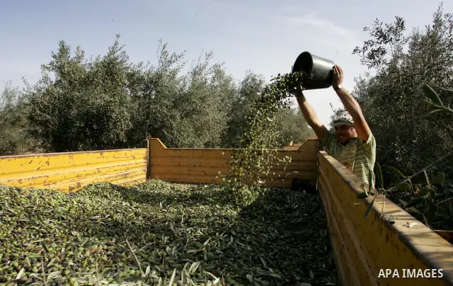Palestinian men collects olives at the start of the annual harvest season in Khan Yunis in the southern Gaza Strip on October 8, 2011. Photo by Abed Rahim Khatib