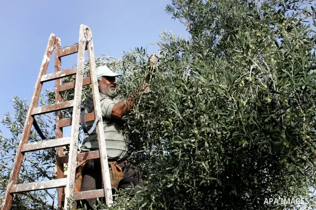Palestinian men collects olives at the start of the annual harvest season in Khan Yunis in the southern Gaza Strip on October 8, 2011. Photo by Abed Rahim Khatib