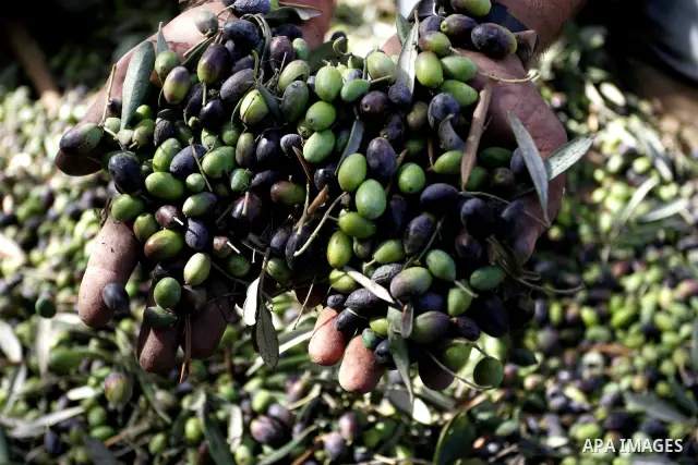 Palestinian men collects olives at the start of the annual harvest season in Khan Yunis in the southern Gaza Strip on October 8, 2011. Photo by Abed Rahim Khatib