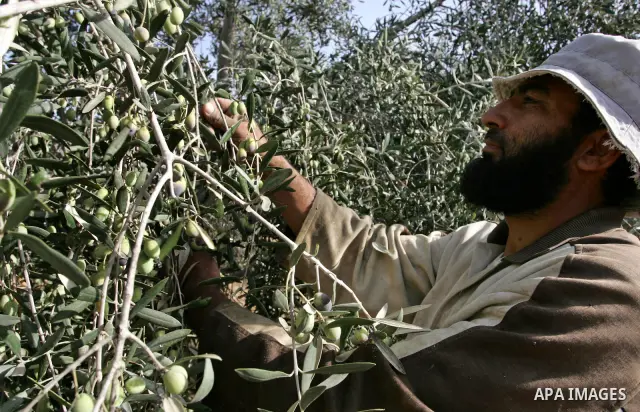 Palestinian men collects olives at the start of the annual harvest season in Khan Yunis in the southern Gaza Strip on October 8, 2011. Photo by Abed Rahim Khatib
