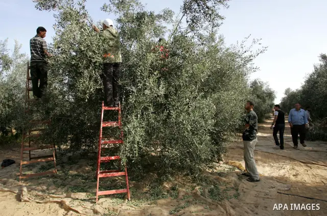 Palestinian men collects olives at the start of the annual harvest season in Khan Yunis in the southern Gaza Strip on October 8, 2011. Photo by Abed Rahim Khatib