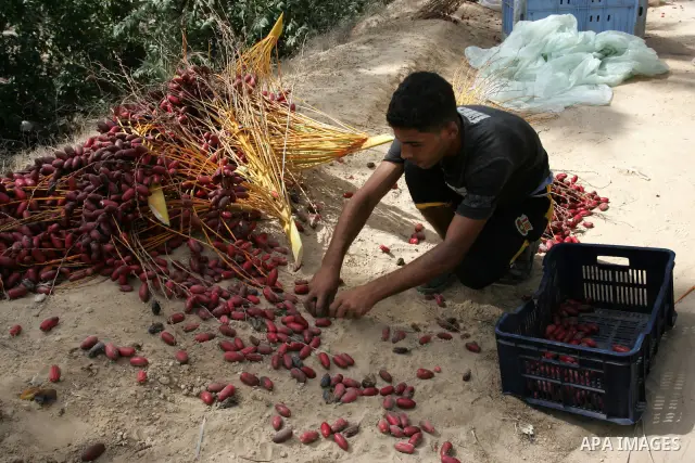 Palestinian farmers gather dates harvested from date palm trees in Khan Yunis, in the southern Gaza Strip, on Oct, 09, 2011. Photo by Abed Rahim Khatib