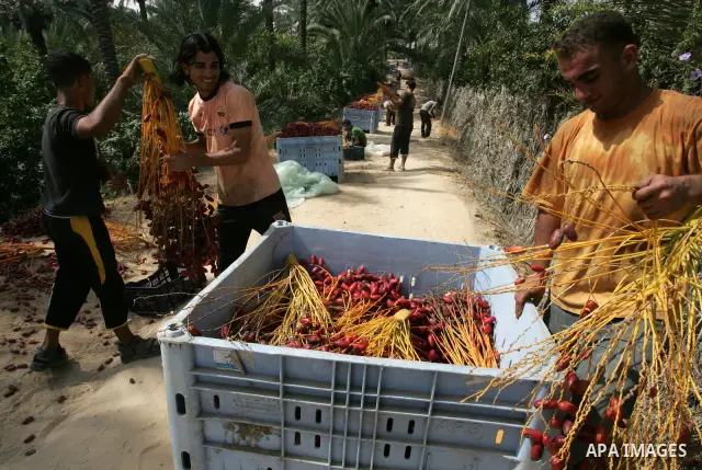 Palestinian farmers gather dates harvested from date palm trees in Khan Yunis, in the southern Gaza Strip, on Oct, 09, 2011. Photo by Abed Rahim Khatib