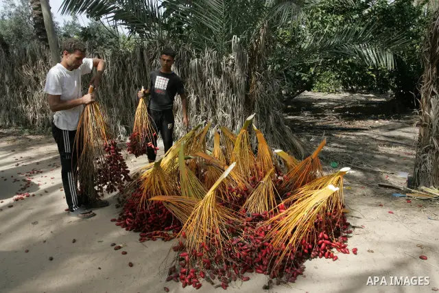 Palestinian farmers gather dates harvested from date palm trees in Khan Yunis, in the southern Gaza Strip, on Oct, 09, 2011. Photo by Abed Rahim Khatib