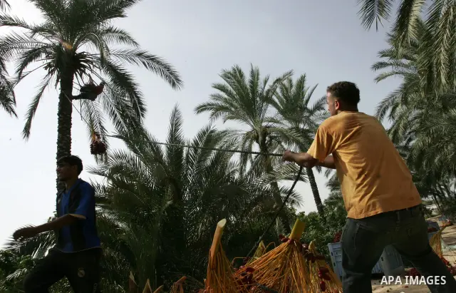 Palestinian farmers gather dates harvested from date palm trees in Khan Yunis, in the southern Gaza Strip, on Oct, 09, 2011. Photo by Abed Rahim Khatib
