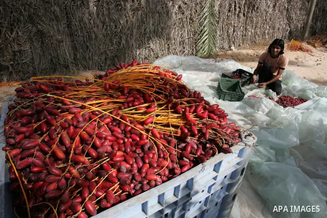 Palestinian farmers gather dates harvested from date palm trees in Khan Yunis, in the southern Gaza Strip, on Oct, 09, 2011. Photo by Abed Rahim Khatib