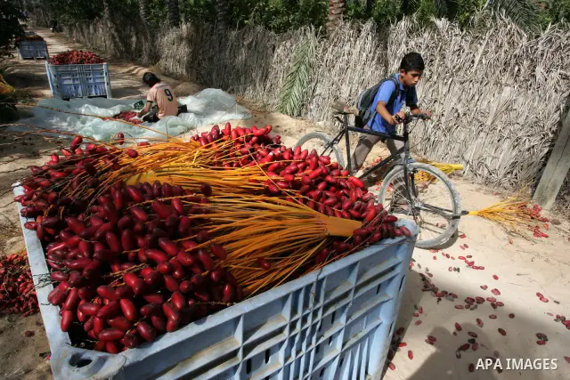 Palestinian farmers gather dates harvested from date palm trees in Khan Yunis, in the southern Gaza Strip, on Oct, 09, 2011. Photo by Abed Rahim Khatib