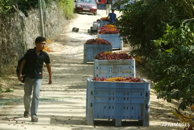 Palestinian farmers gather dates harvested from date palm trees in Khan Yunis, in the southern Gaza Strip, on Oct, 09, 2011. Photo by Abed Rahim Khatib