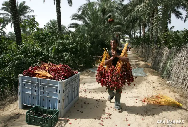 Palestinian farmers gather dates harvested from date palm trees in Khan Yunis, in the southern Gaza Strip, on Oct, 09, 2011. Photo by Abed Rahim Khatib