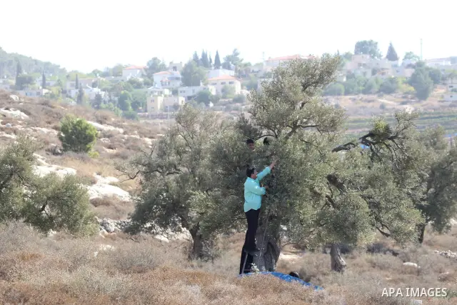 Palestinian men collects olives at the start of the annual harvest season in Nablus on Oct,10, 2011. Photo by Wagdi Eshtayah