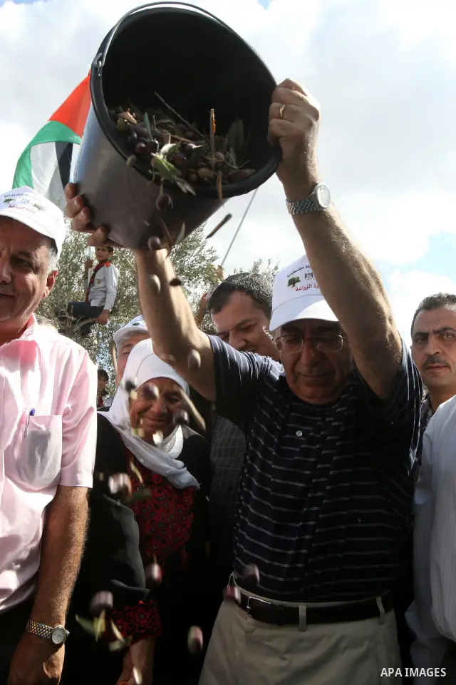 Palestinian Prime Minister Salam Fayyad picks olives as he visits Palestinian farmers at the beginning of olive harvest season in the West Bank village of Feraon, near Tulkarem, Thursday, Oct. 13, 2011. A Hamas official...