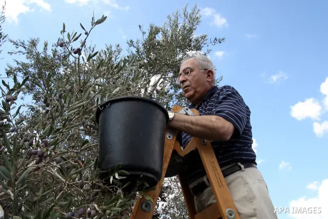 Palestinian Prime Minister Salam Fayyad picks olives as he visits Palestinian farmers at the beginning of olive harvest season in the West Bank village of Feraon, near Tulkarem, Thursday, Oct. 13, 2011. A Hamas official...