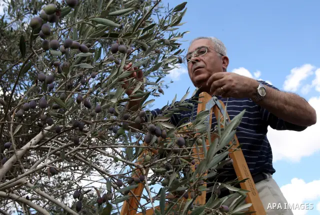 Palestinian Prime Minister Salam Fayyad picks olives as he visits Palestinian farmers at the beginning of olive harvest season in the West Bank village of Feraon, near Tulkarem, Thursday, Oct. 13, 2011. A Hamas official...