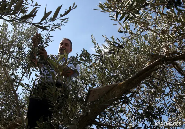 Palestinian security officers assist a farmer to pick olives during the harvest season in the West Bank city of Nablus, Thursday, Oct. 13, 2011. Security officers started helping farmers to harvest olives this week, prov...