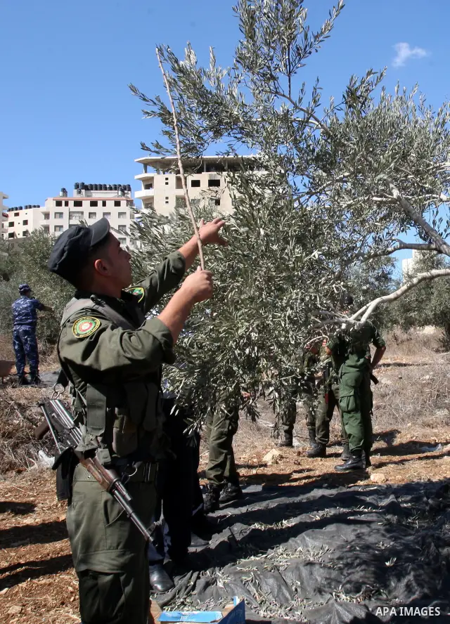 Palestinian security officers assist a farmer to pick olives during the harvest season in the West Bank city of Nablus, Thursday, Oct. 13, 2011. Security officers started helping farmers to harvest olives this week, prov...