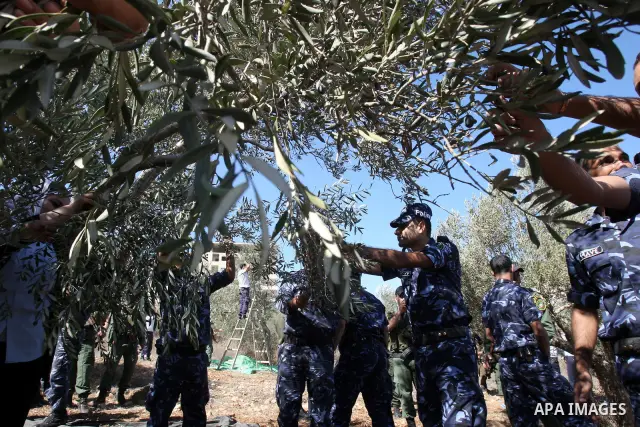 Palestinian security officers assist a farmer to pick olives during the harvest season in the West Bank city of Nablus, Thursday, Oct. 13, 2011. Security officers started helping farmers to harvest olives this week, prov...
