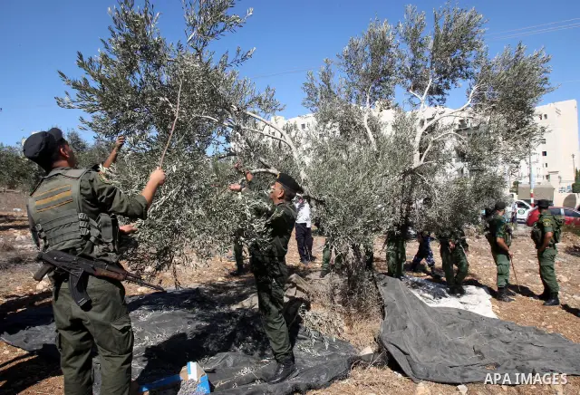 Palestinian security officers assist a farmer to pick olives during the harvest season in the West Bank city of Nablus, Thursday, Oct. 13, 2011. Security officers started helping farmers to harvest olives this week, prov...
