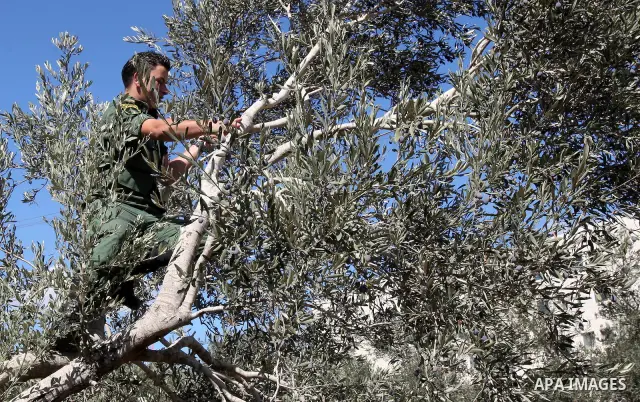 Palestinian security officers assist a farmer to pick olives during the harvest season in the West Bank city of Nablus, Thursday, Oct. 13, 2011. Security officers started helping farmers to harvest olives this week, prov...