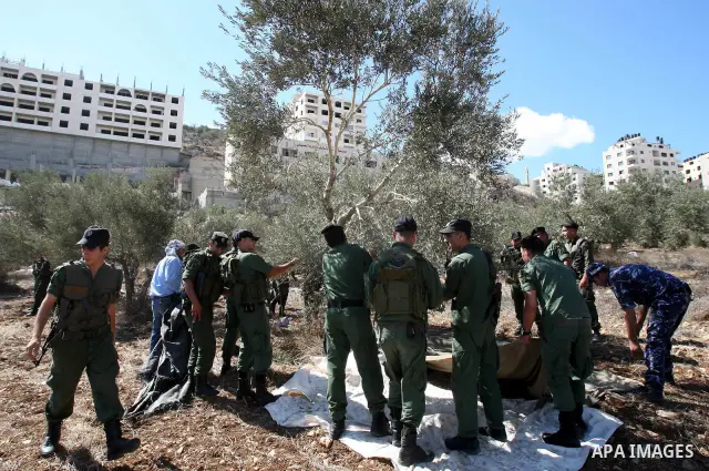 Palestinian security officers assist a farmer to pick olives during the harvest season in the West Bank city of Nablus, Thursday, Oct. 13, 2011. Security officers started helping farmers to harvest olives this week, prov...