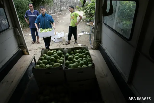 Palestinian men collects a fruit from guava at the start of the annual harvest season in Khan Yunis in the southern Gaza Strip on October 22, 2011.Photo by Abed Rahim Khatib. Photo by Abed Rahim Khatib