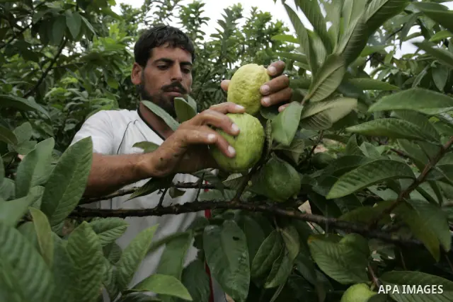 Palestinian men collects a fruit from guava at the start of the annual harvest season in Khan Yunis in the southern Gaza Strip on October 22, 2011.Photo by Abed Rahim Khatib. Photo by Abed Rahim Khatib