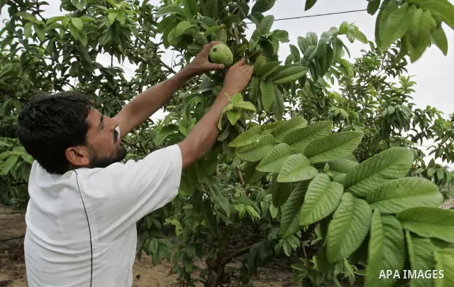 Palestinian men collects a fruit from guava at the start of the annual harvest season in Khan Yunis in the southern Gaza Strip on October 22, 2011.Photo by Abed Rahim Khatib. Photo by Abed Rahim Khatib