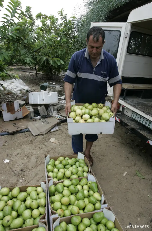 Palestinian men collects a fruit from guava at the start of the annual harvest season in Khan Yunis in the southern Gaza Strip on October 22, 2011.Photo by Abed Rahim Khatib. Photo by Abed Rahim Khatib