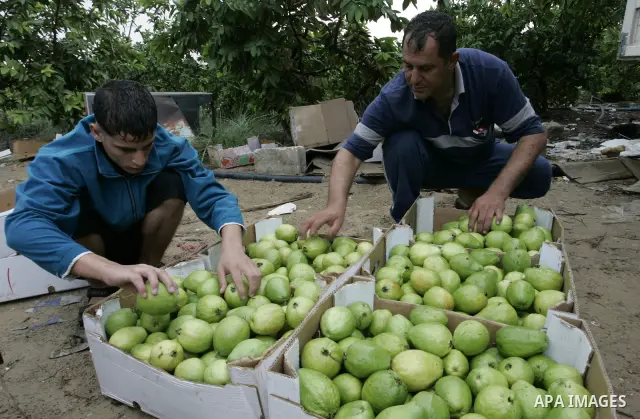 Palestinian men collects a fruit from guava at the start of the annual harvest season in Khan Yunis in the southern Gaza Strip on October 22, 2011.Photo by Abed Rahim Khatib. Photo by Abed Rahim Khatib