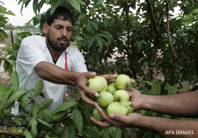 Palestinian men collects a fruit from guava at the start of the annual harvest season in Khan Yunis in the southern Gaza Strip on October 22, 2011.Photo by Abed Rahim Khatib. Photo by Abed Rahim Khatib