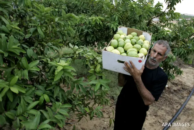 Palestinian men collects a fruit from guava at the start of the annual harvest season in Khan Yunis in the southern Gaza Strip on October 22, 2011.Photo by Abed Rahim Khatib. Photo by Abed Rahim Khatib