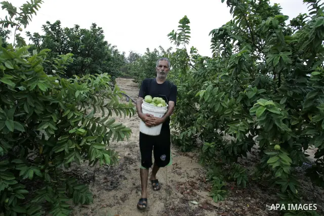 Palestinian men collects a fruit from guava at the start of the annual harvest season in Khan Yunis in the southern Gaza Strip on October 22, 2011.Photo by Abed Rahim Khatib. Photo by Abed Rahim Khatib