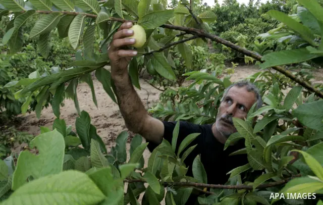 Palestinian men collects a fruit from guava at the start of the annual harvest season in Khan Yunis in the southern Gaza Strip on October 22, 2011.Photo by Abed Rahim Khatib. Photo by Abed Rahim Khatib