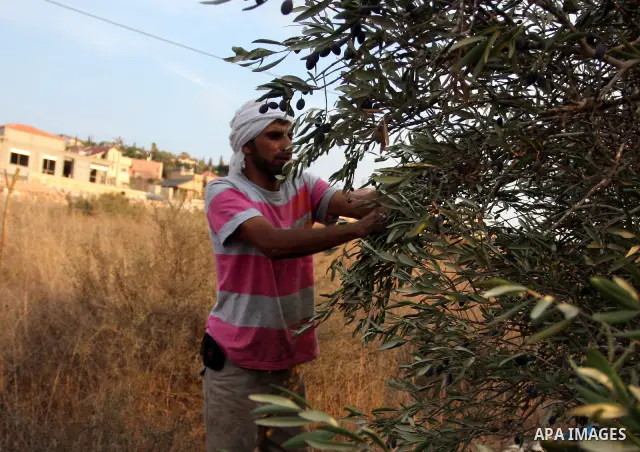 A Palestinian farmer picks olives from his field next to the Israeli settlement of Beit Aryeh near his village of Al-liban al-Gharbieh near the West Bank City of Ramallah on 23 October 2011 during the olive harvesting se...