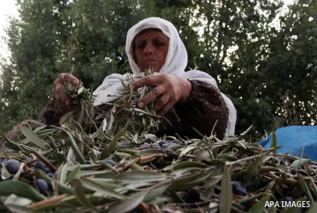 A Palestinian farmer picks olives from his field next to the Israeli settlement of Beit Aryeh near his village of Al-liban al-Gharbieh near the West Bank City of Ramallah on 23 October 2011 during the olive harvesting se...