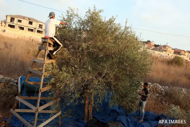 Palestinian farmers pick olives from his field next to the Israeli settlement of Beit Aryeh near his village of Al-liban al-Gharbieh near the West Bank City of Ramallah on 23 October 2011 during the olive harvesting seas...